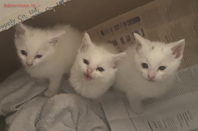 WHITE KITTENS REQUIRING GOOD LOVING HOMES , Pets