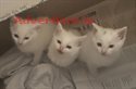 WHITE KITTENS REQUIRING GOOD LOVING HOMES 