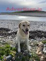 advert