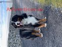 KEANE'S DOG BOARDING KENNELS, COROFIN, CO GALWAY 