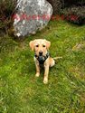 LABRADOR PUPPY
