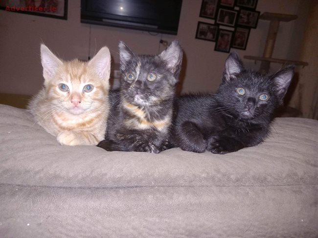 KITTENS FOR REHOMING , Pets